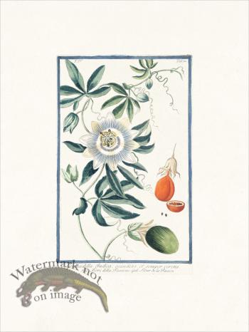 Bonelli 370 Passion fruit